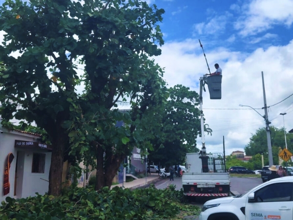 Prefeitura de Cajazeiras realiza poda de árvores de grande porte para garantir a segurança de transeuntes e moradores