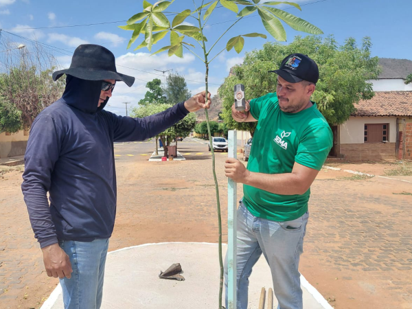 Prefeitura de Cajazeiras realiza plantio de várias espécies de árvores no Distrito de Boqueirão de Piranhas